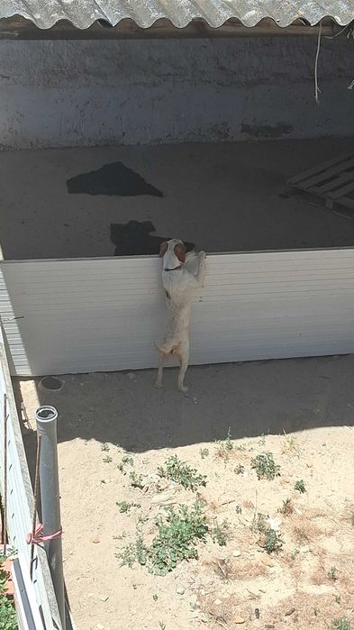 Cadela para adopção responsável