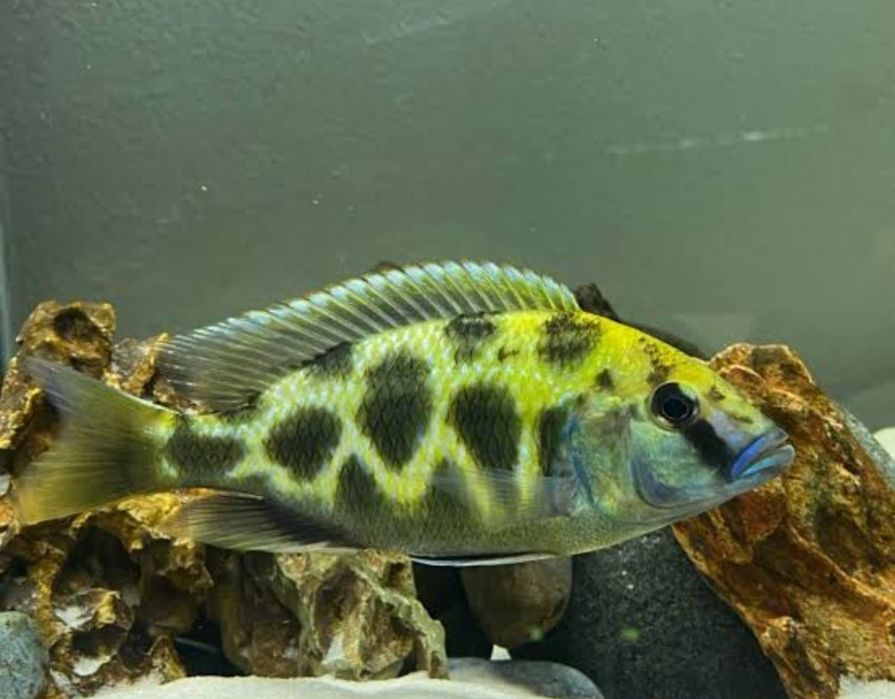 Ciclidio Africano venustus