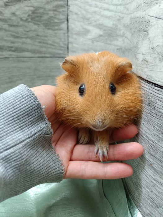 Świnki morskie Sid i Maniek