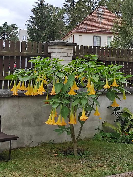 Sprzedam dwie czteroletnie Datury