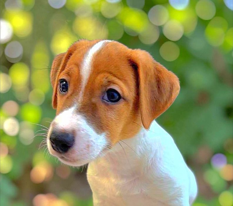 Super Jack Russell Terrier!