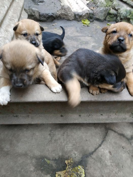 Цуценята тримісячні за символічну оплату