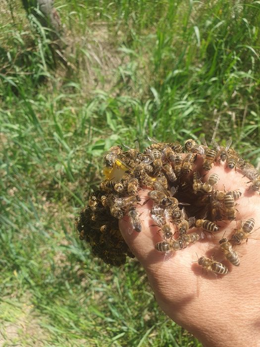 Пчелопакеты пчелосемьи .Бджолопакеты .Пчёлы.