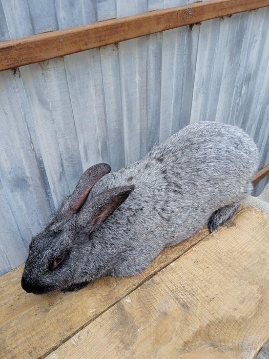 Продам Полтавське срібло