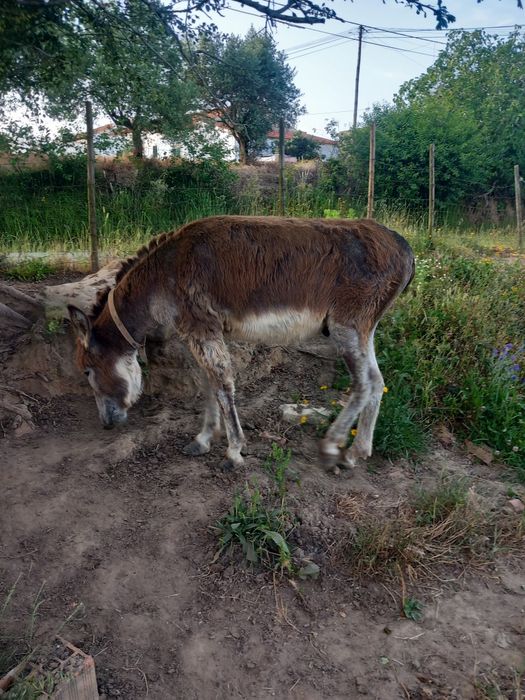Burro inteiro 7 anos