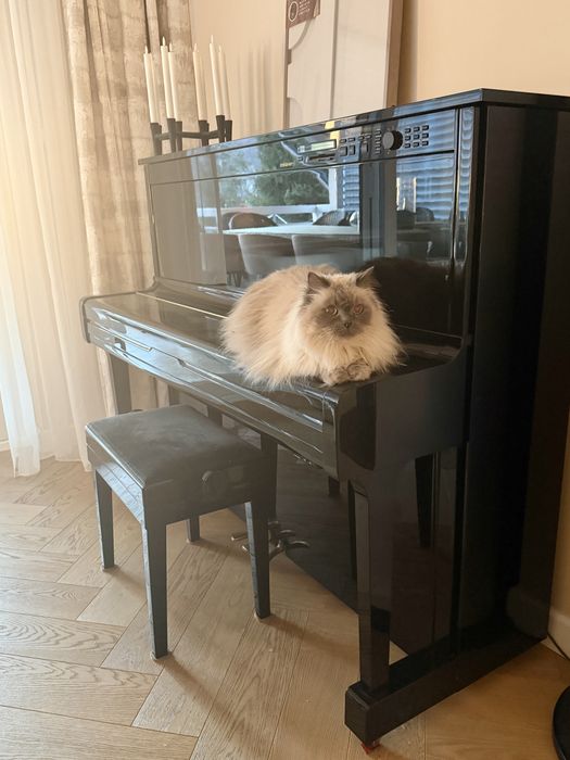 Ragdoll miła i spokojna kotka