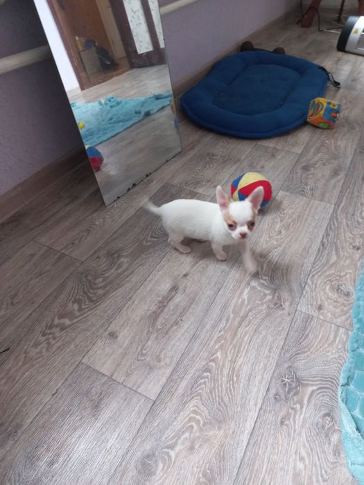 Чихуахуа щенки, девочка и мальчик