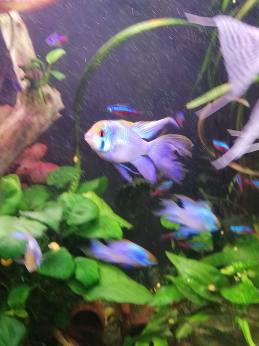 Pielęgniczka, pielęgnica Ramireza Elektrik blue