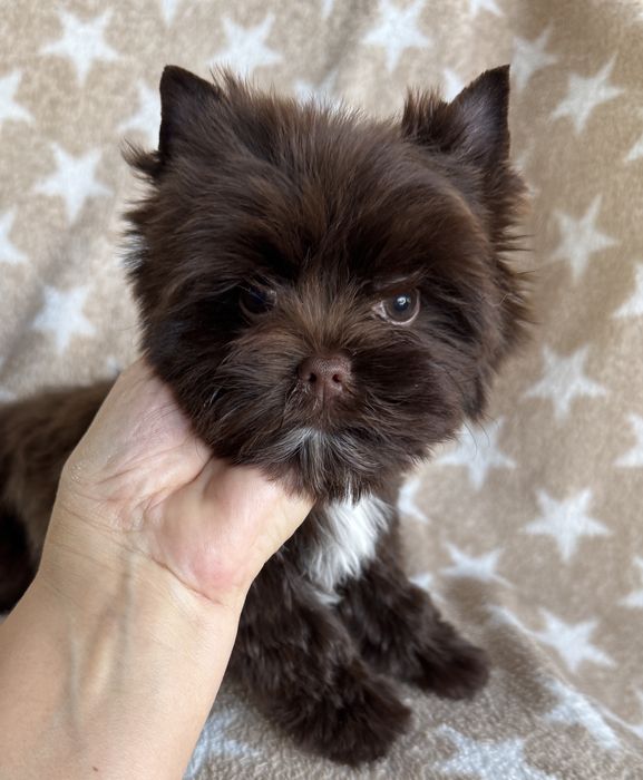 Cudna mini sunieczka york choco , czekoladowa