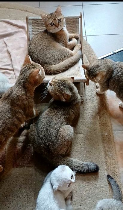 Для Вас шотландський четверолапий товариш за донати для ЗСУ