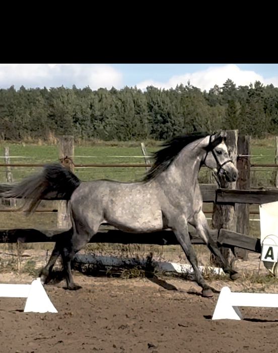 Ogier arabski - ujeżdżony po El Jahez