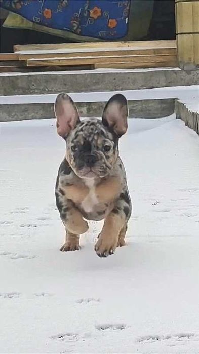 Лиловый мальчик бульдог