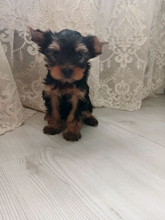 Красотка с прививочкой