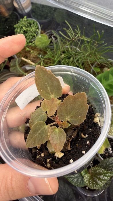 Begonia Burkillii (Dark form)