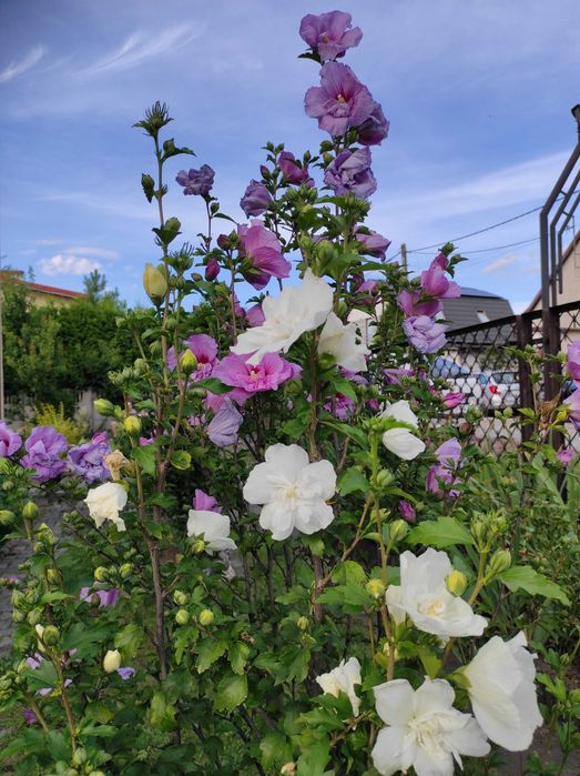 Hibiskus ketmia syryjska mix