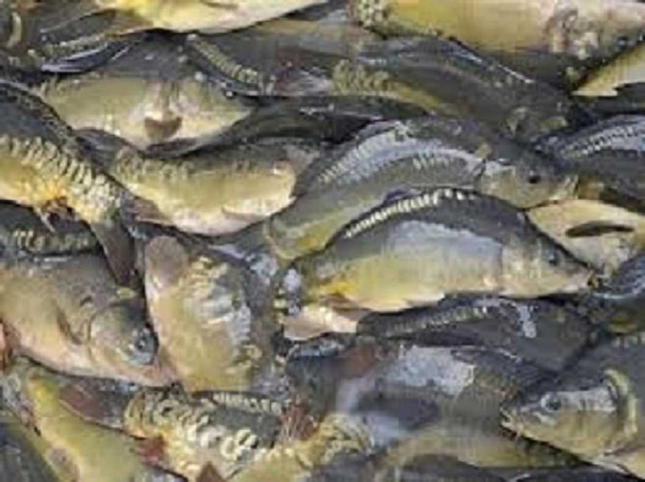 Kroczek karpia krolewskiego