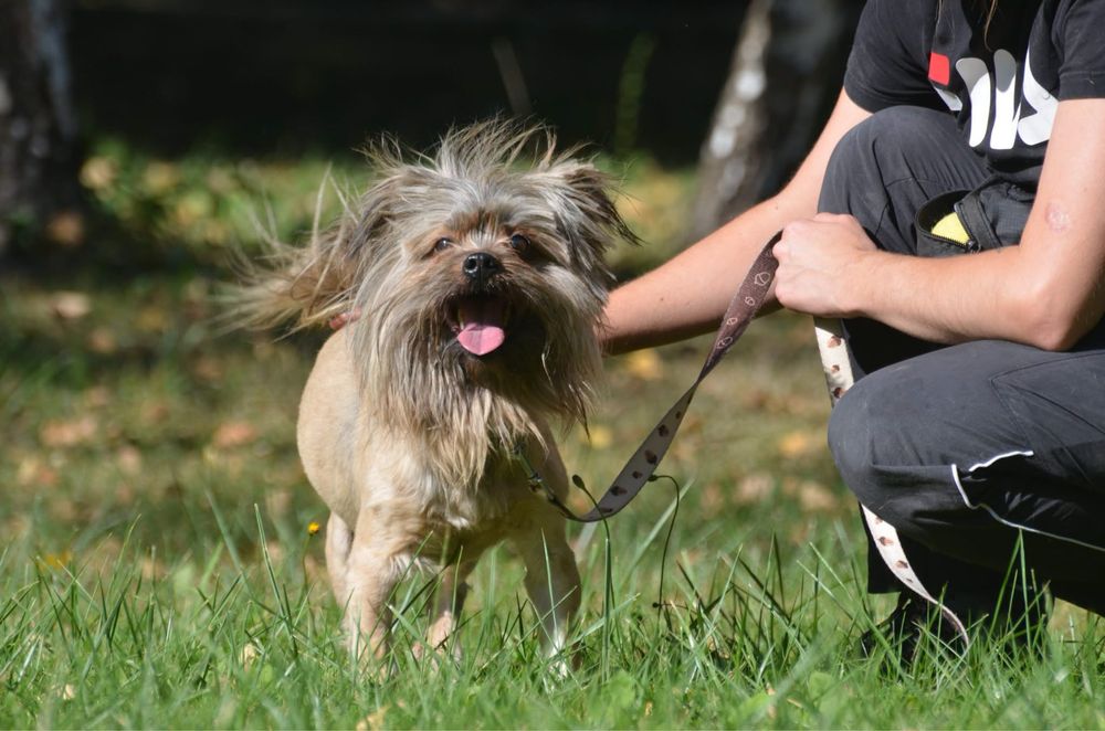 Miecio-do adopcji