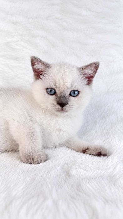 Gatinho Scottish Straight shorthair blue point