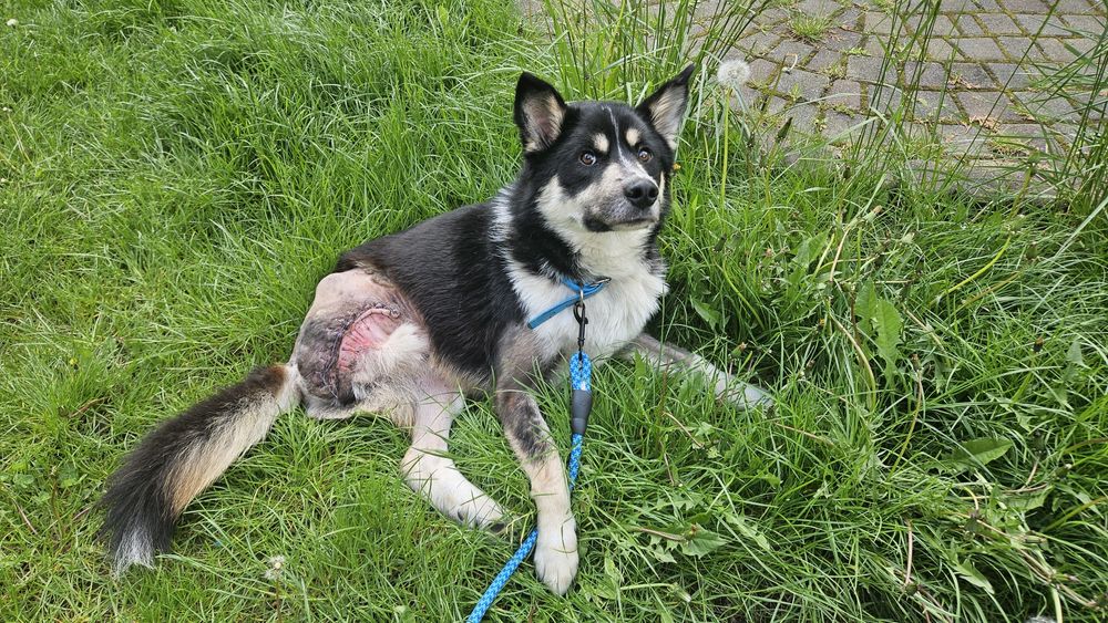 Особливий песик шукає дім!