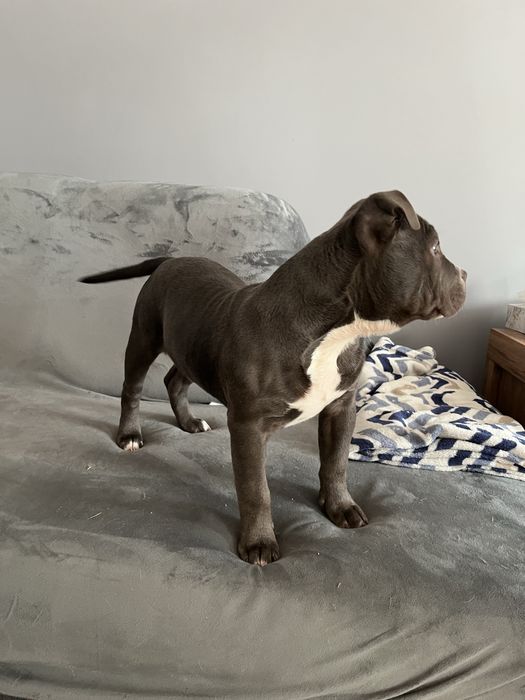 Suczka rasy American Bully