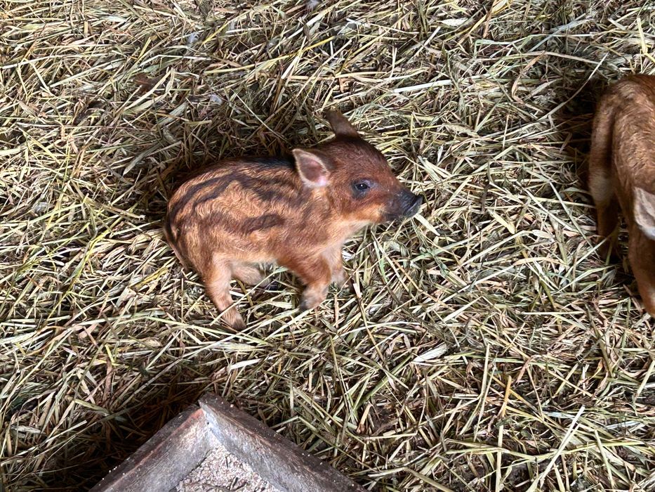 Продам свиней венгерська мангалиця