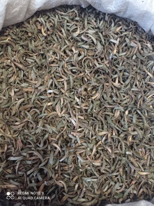 Продам молоду кору осики