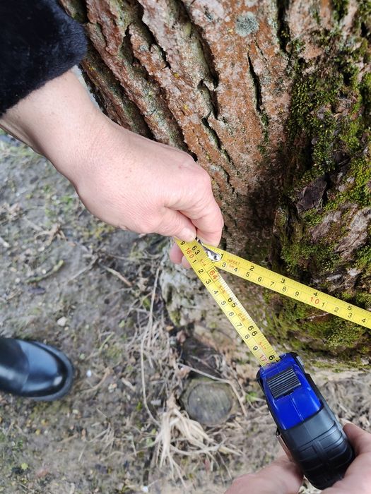 Orzech włoski do wycięcia