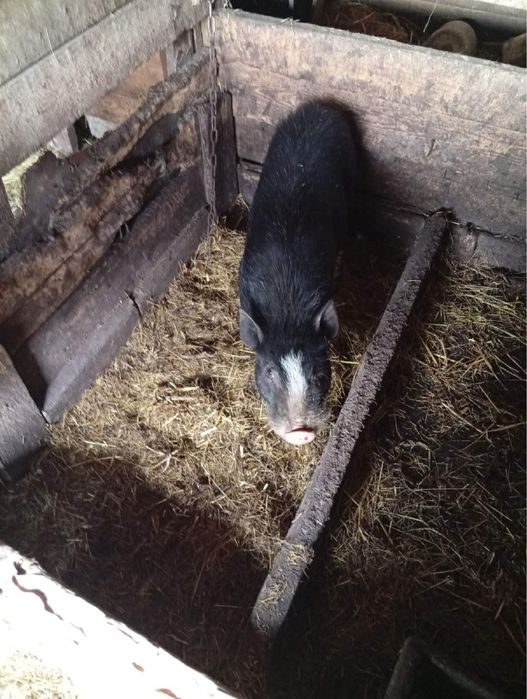 Продам кабана вʼєтнамського