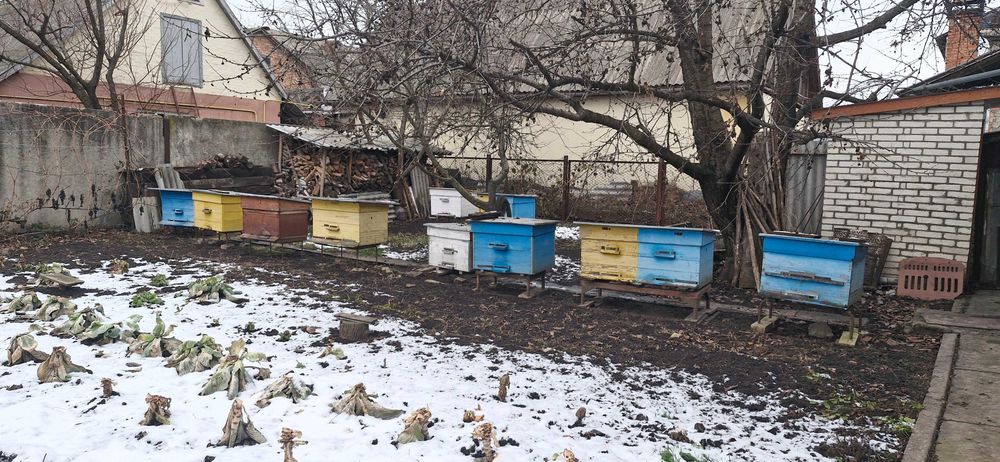 Вулики з бджолами