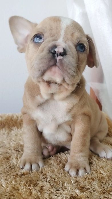 Bulldog frances top