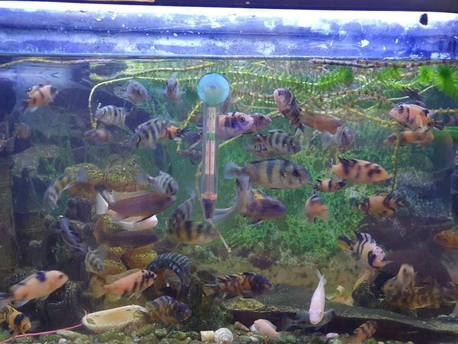 Ciclídeos Africanos de várias espécies 5€