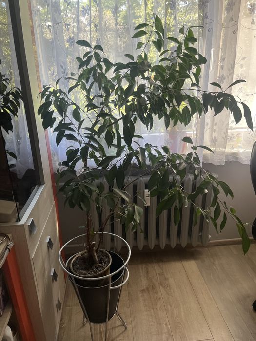 Kwiat benjamin duży około 130 cm od ziemi