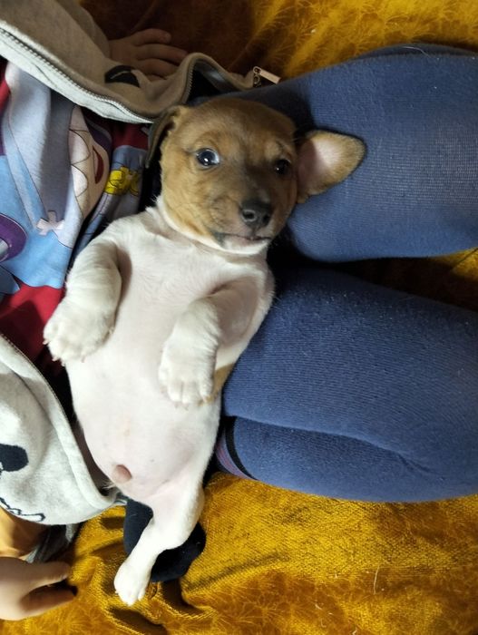 Хлопчик Джек Рассел ККУ