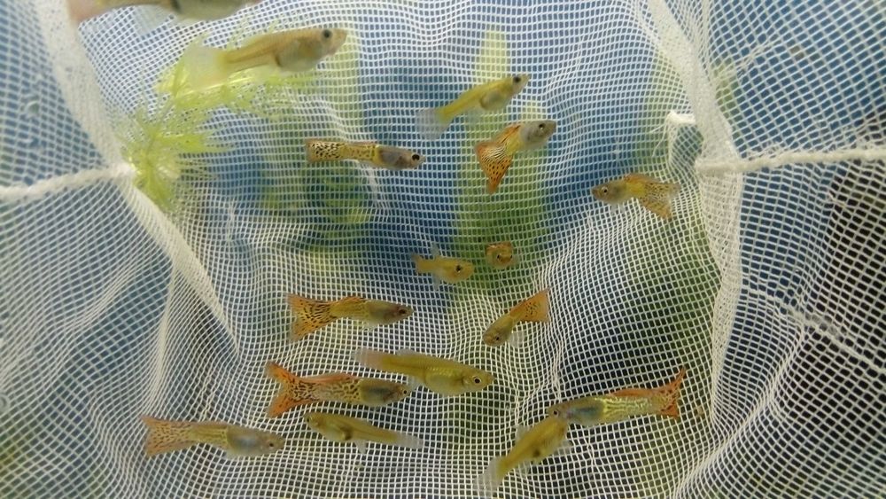 Gupik Moskiewski Filigram Rasowe Samiec Samica