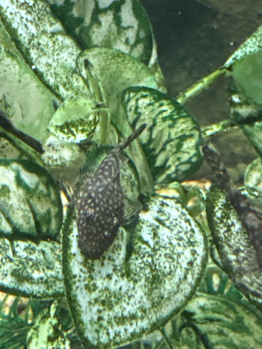 Limpa fundos  Plecostomus