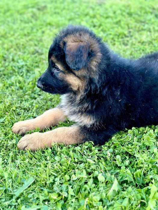 Цуценята німецької вівчарки,дві красуні.