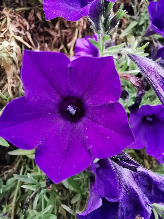 Surfinia - MEGA KOLEKCJA-180 nasion - 6 opakowań