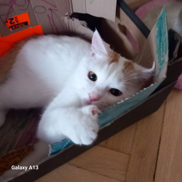 Oddam 14-miesięcznego kotka w dobre ręce. Dom niewychodzący