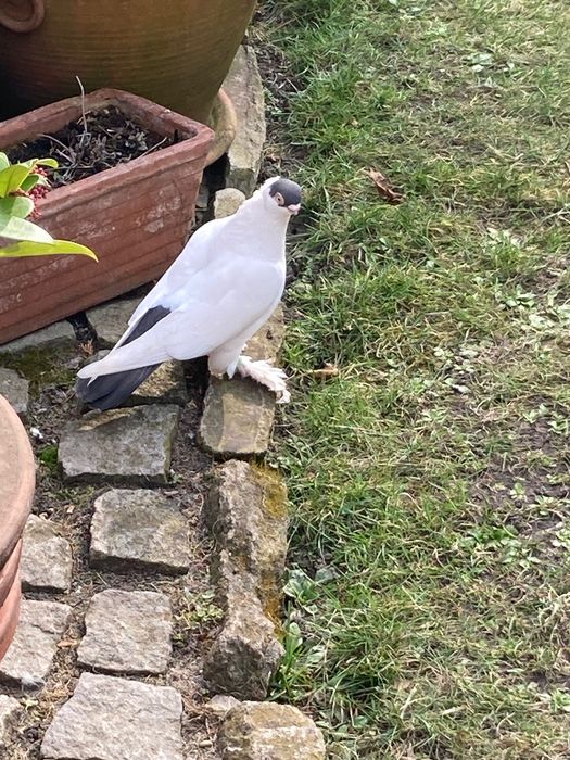 Gołąb Krymek Polski