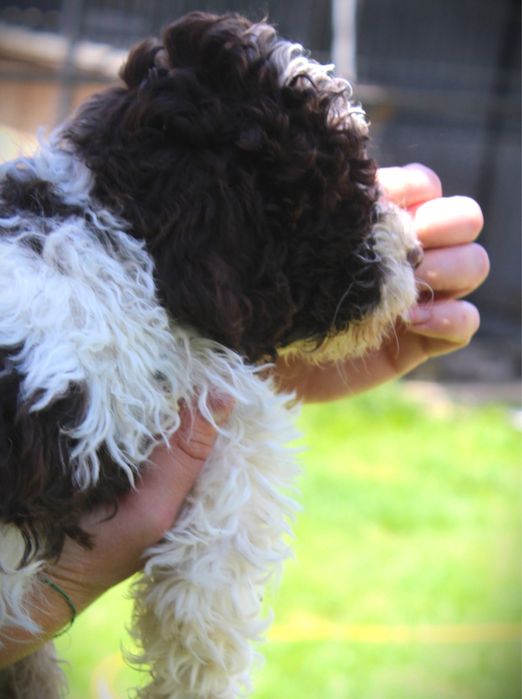 Lagotto Romagnolo piesek ZKwP FCI
