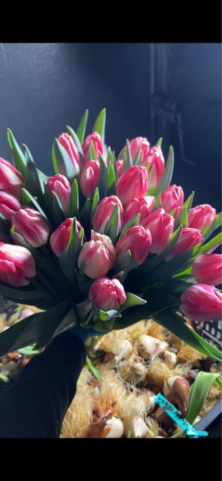 Луковиця після вигонки тюльпанів