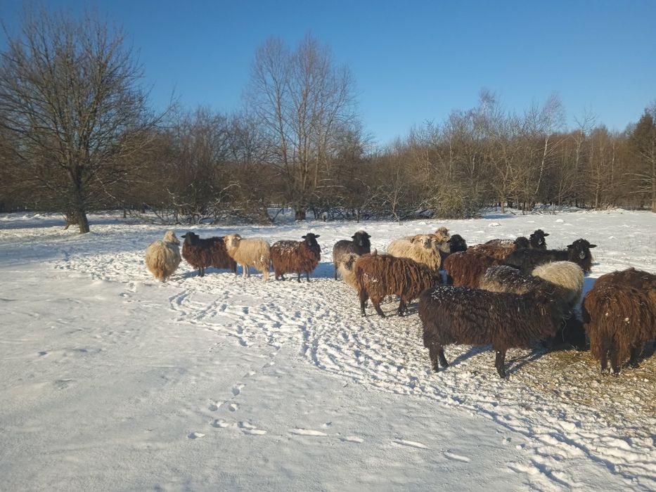 Продам молоді вівці