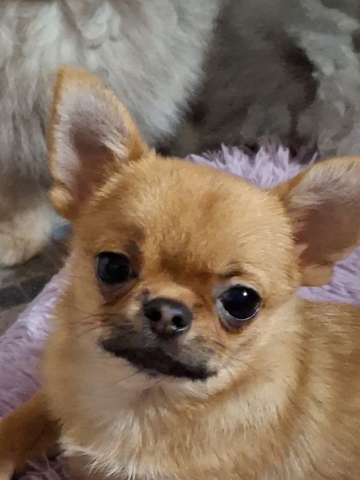 Продам мальчика чихуахуа