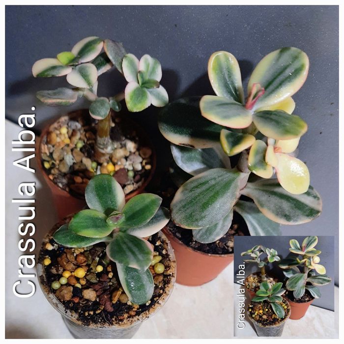 Редкие, коллекционные сорта крассул.