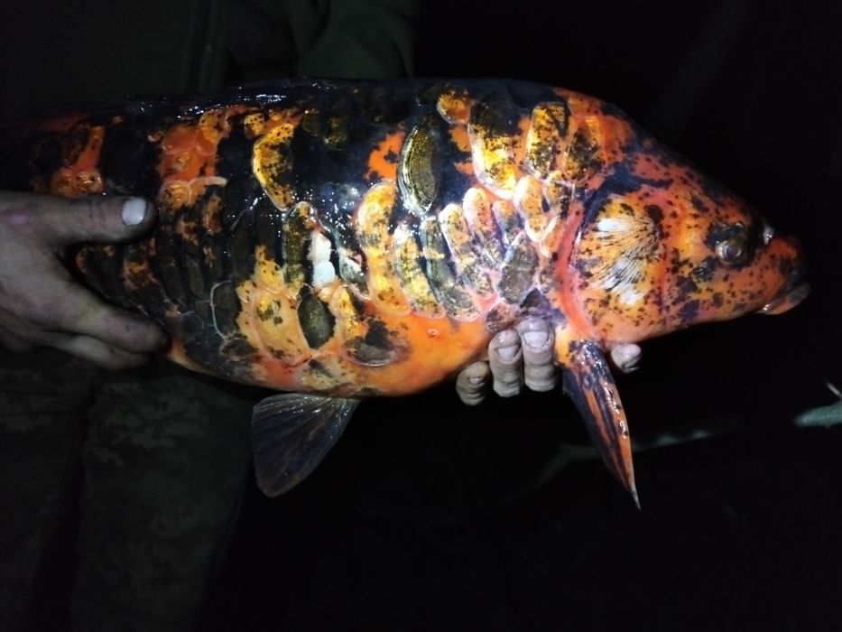 Карп кої самка 5 кг с ікрою ЖИВА