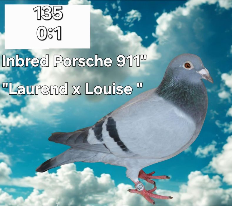 Gołębie młode 2026 możliwość zamówienia super materiał hodowlany ???
