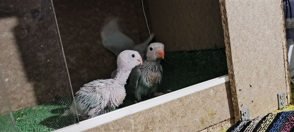 Ring necks Lacewings/Pallids