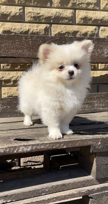 Хлопчик Померанський шпіц