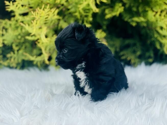 Czarny Yorkshire Terrier Mini