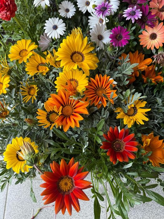 Serviços de jardinagem